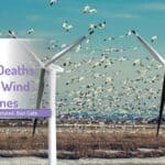 wind turbines kill birds - note