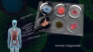 human 3d oranoids